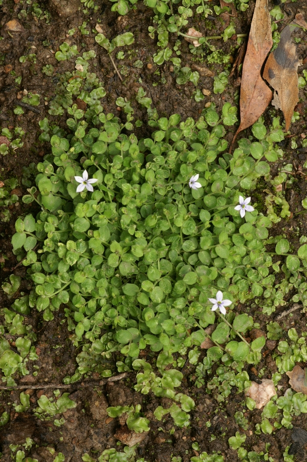 Pratia pedunculata